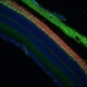 Histopathology Mouse Retina - Normal